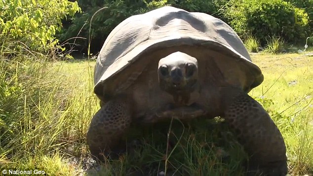 Humouring the reptile, Rose continued to slowly back away from it instead of running, observing its behaviour